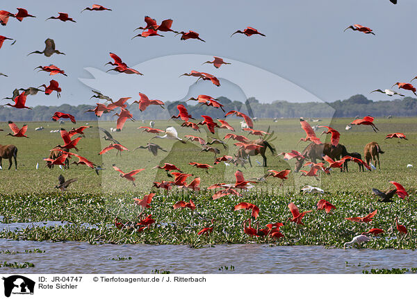 Rote Sichler / Scarlet Ibis / JR-04747