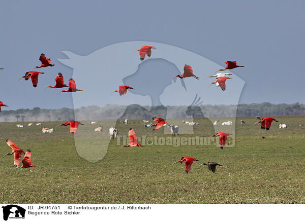 fliegende Rote Sichler / flying Scarlet Ibis / JR-04751