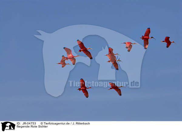 fliegende Rote Sichler / flying Scarlet Ibis / JR-04753