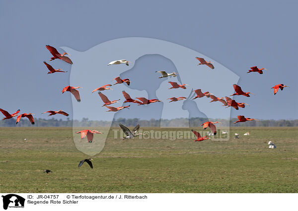 fliegende Rote Sichler / flying Scarlet Ibis / JR-04757