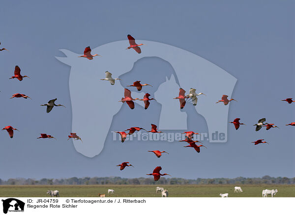 fliegende Rote Sichler / flying Scarlet Ibis / JR-04759