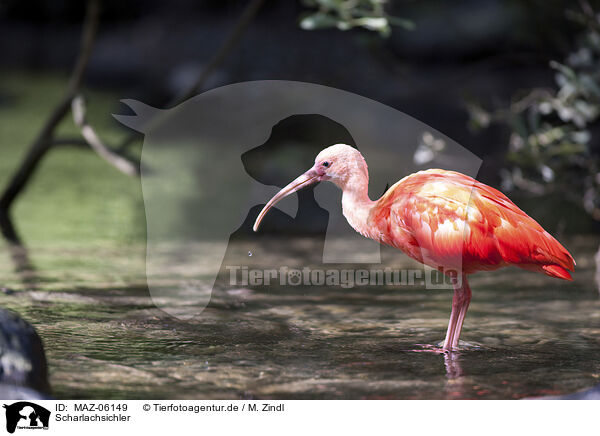 Scharlachsichler / scarlet ibis / MAZ-06149