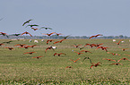 fliegender Vogelschwarm