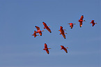 fliegende Rote Sichler