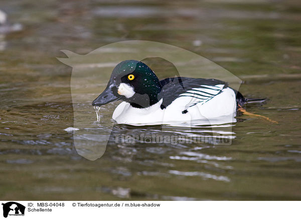 Schellente / common goldeneye duck / MBS-04048