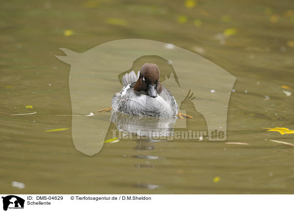 Schellente / common goldeneye duck / DMS-04629