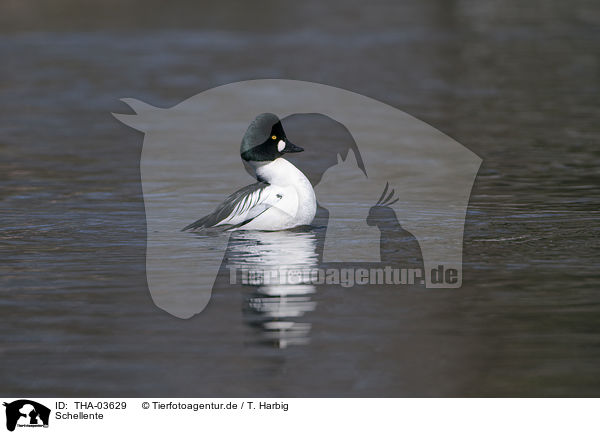 Schellente / common goldeneye duck / THA-03629