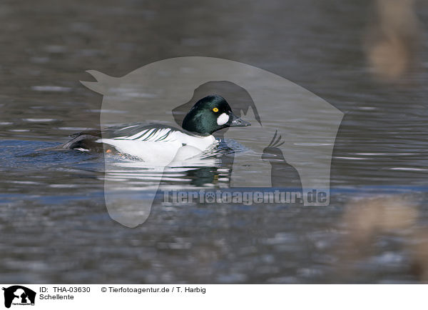Schellente / common goldeneye duck / THA-03630