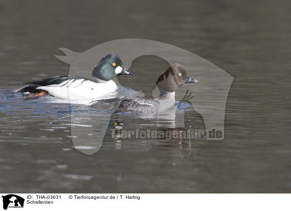 Schellenten / common goldeneye ducks / THA-03631