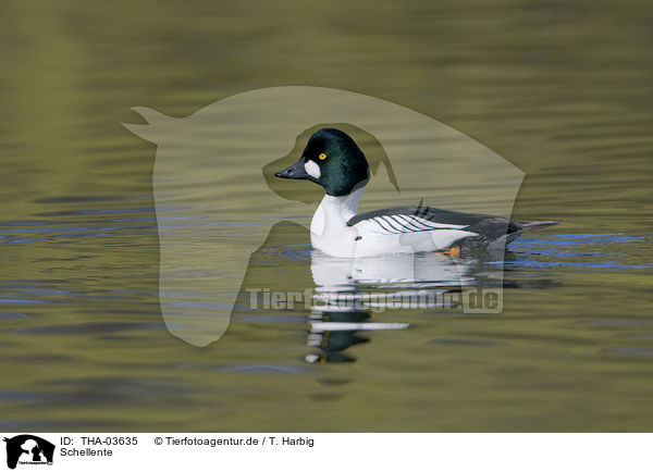Schellente / common goldeneye duck / THA-03635