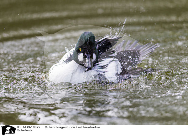 Schellente / common goldeneye duck / MBS-10879