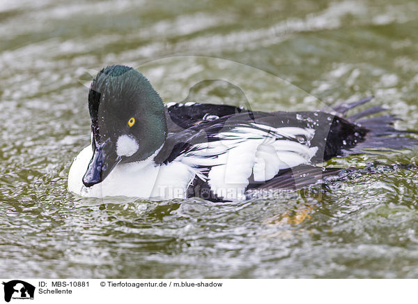 Schellente / common goldeneye duck / MBS-10881
