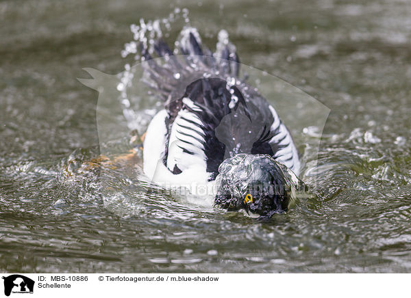 Schellente / common goldeneye duck / MBS-10886