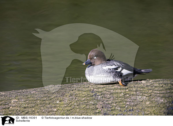 Schellente / common goldeneye duck / MBS-16391