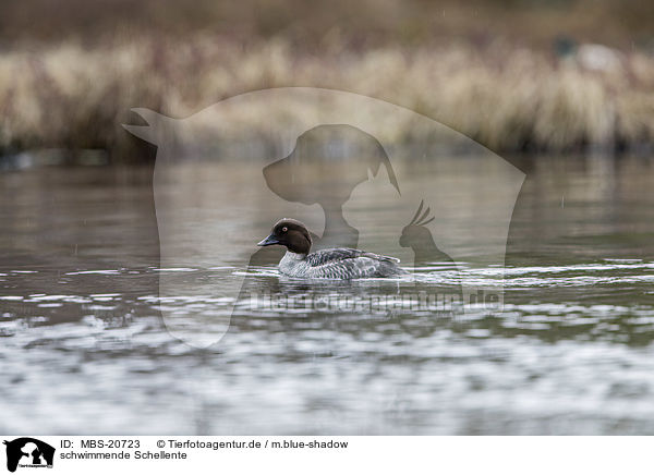 schwimmende Schellente / swimming Common Goldeneye Duck / MBS-20723