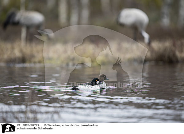 schwimmende Schellenten / swimming Common Goldeneye Ducks / MBS-20724