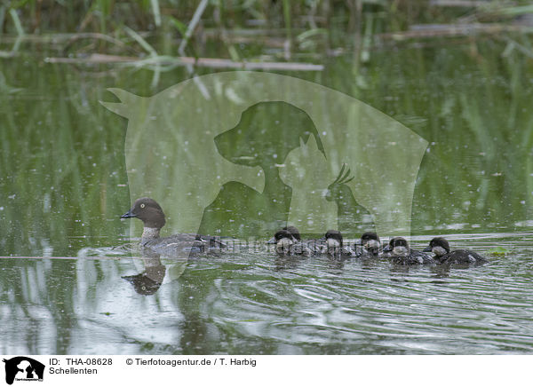 Schellenten / common goldeneye ducks / THA-08628