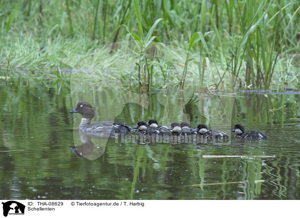 Schellenten / common goldeneye ducks / THA-08629