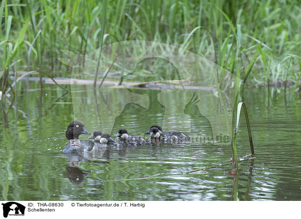 Schellenten / common goldeneye ducks / THA-08630