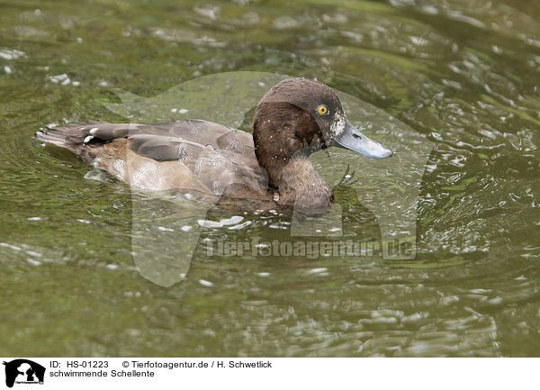 schwimmende Schellente / swimming Common Goldeneye Duck / HS-01223