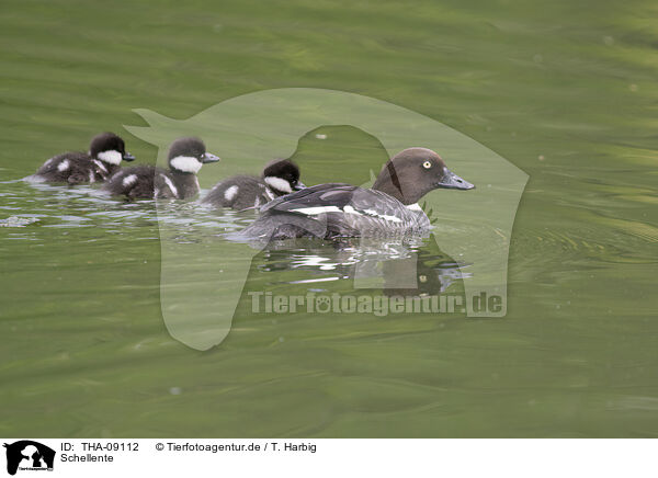 Schellente / goldeneye duck / THA-09112