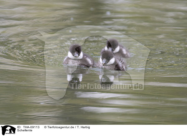 Schellente / goldeneye duck / THA-09113