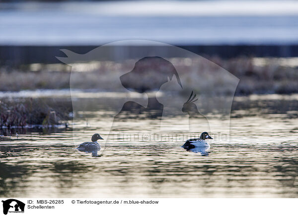 Schellenten / common goldeneye ducks / MBS-26285