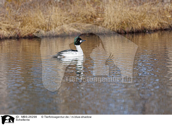 Schellente / common goldeneye duck / MBS-26298