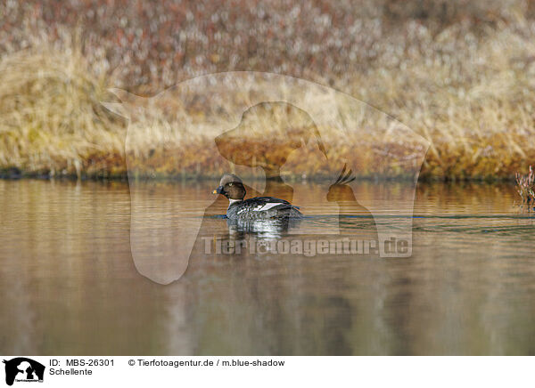 Schellente / common goldeneye duck / MBS-26301