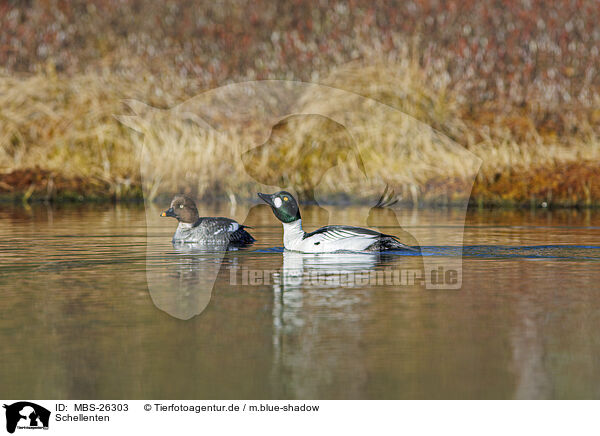 Schellenten / common goldeneye ducks / MBS-26303