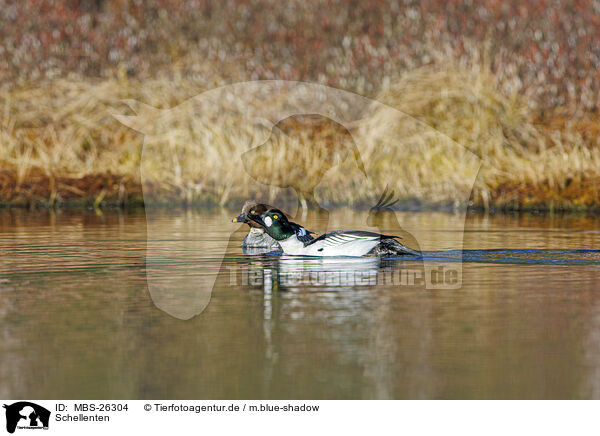 Schellenten / common goldeneye ducks / MBS-26304