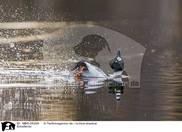 Schellente / common goldeneye duck / MBS-26309