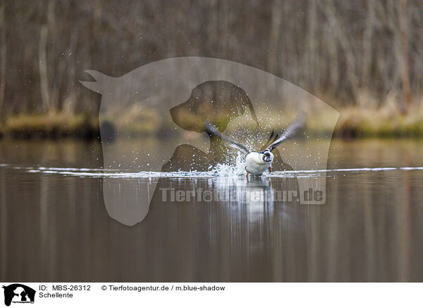 Schellente / common goldeneye duck / MBS-26312