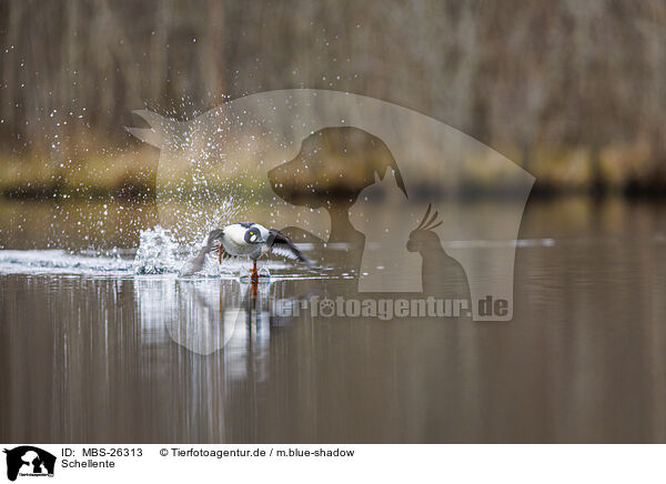 Schellente / common goldeneye duck / MBS-26313