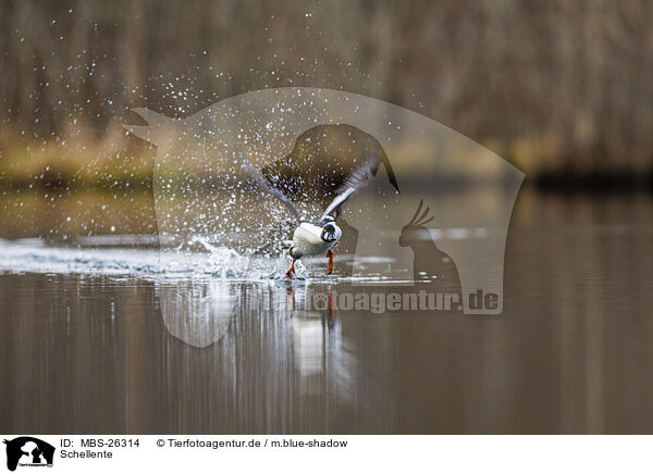 Schellente / common goldeneye duck / MBS-26314