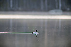 schwimmende Schellente