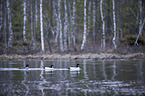 schwimmende Schellenten