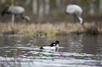 schwimmende Schellenten