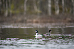 schwimmende Schellenten