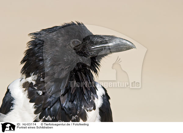 Portrait eines Schildraben / pied crow portrait / HJ-03114