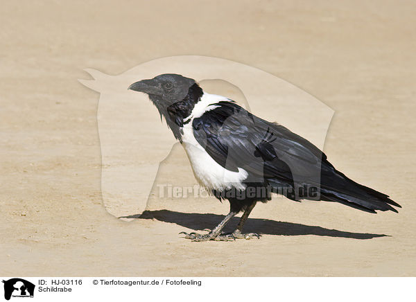 Schildrabe / pied crow / HJ-03116