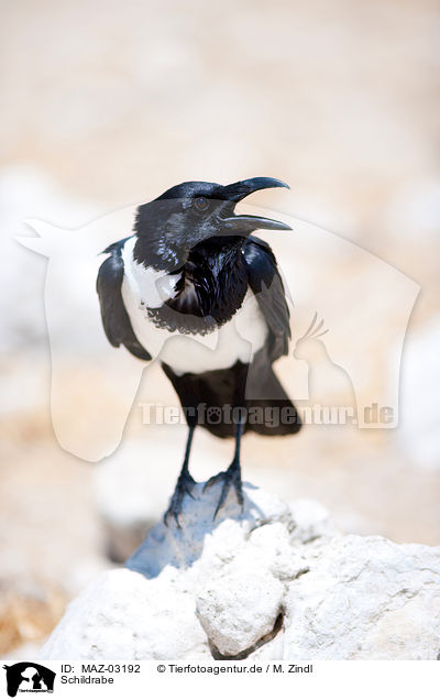 Schildrabe / pied crow / MAZ-03192
