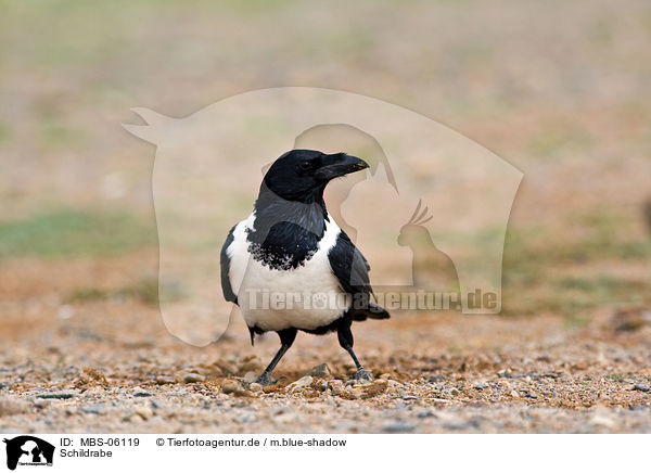 Schildrabe / pied crow / MBS-06119