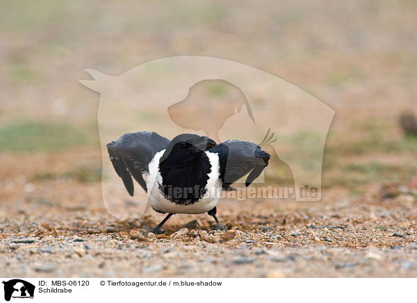 Schildrabe / pied crow / MBS-06120