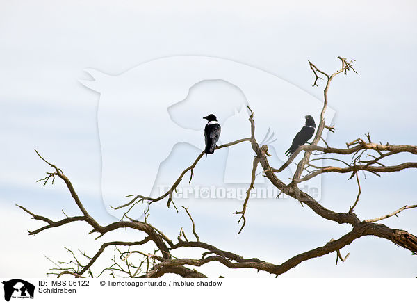 Schildraben / pied crows / MBS-06122