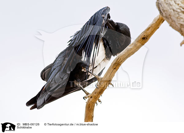 Schildrabe / pied crow / MBS-06126