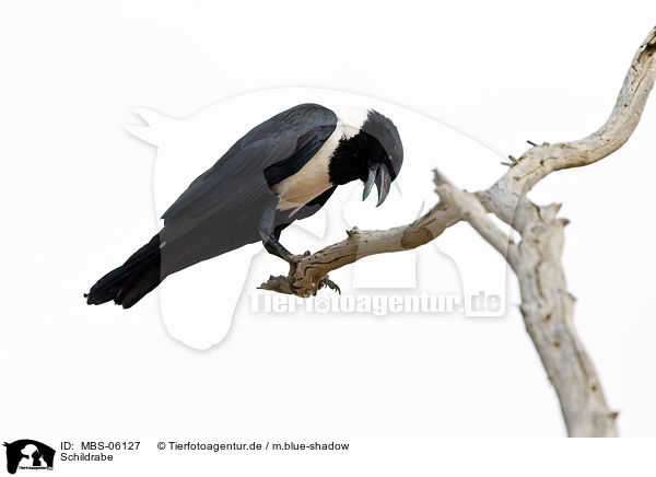 Schildrabe / pied crow / MBS-06127