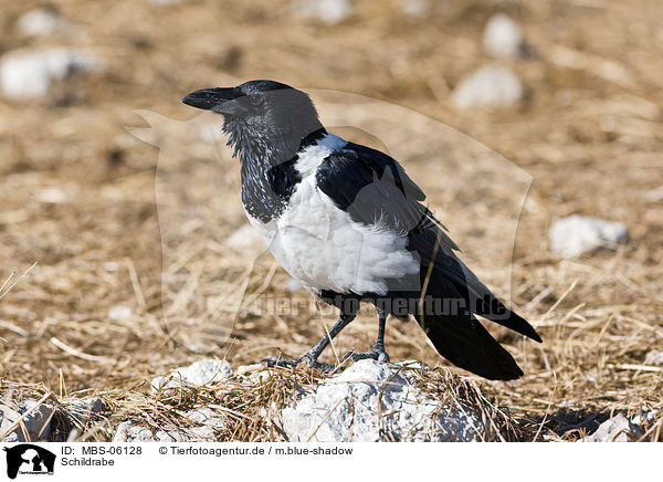 Schildrabe / pied crow / MBS-06128