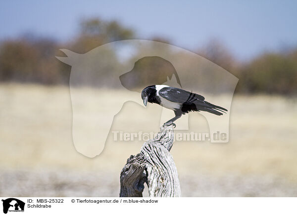 Schildrabe / pied crow / MBS-25322