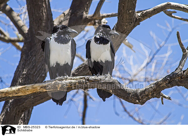 Schildrabe / pied crow / MBS-25323